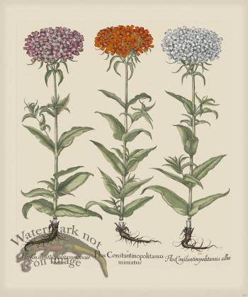 Besler 254 Colored  B2